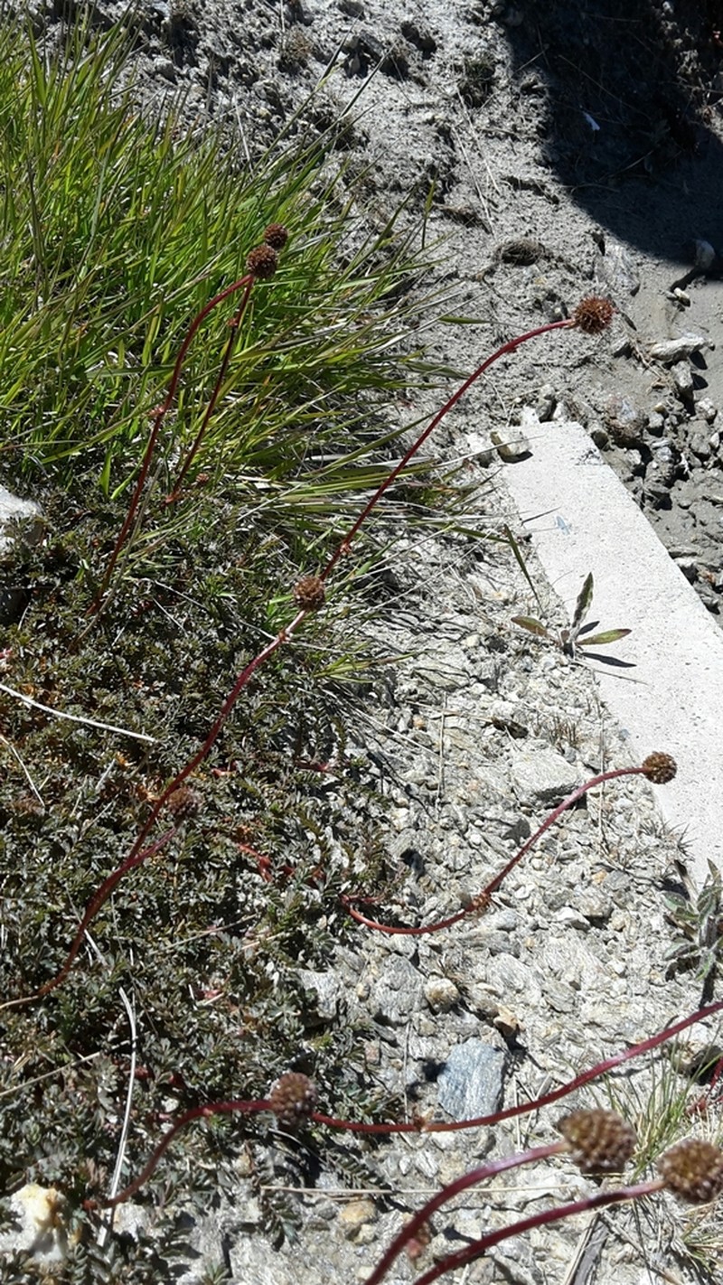 Acaena fissistipula photo 4