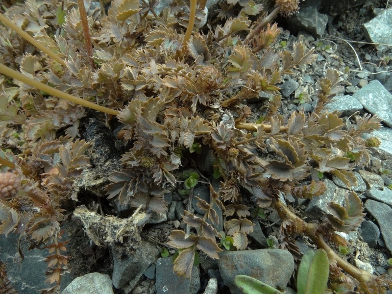 Acaena fissistipula photo 5