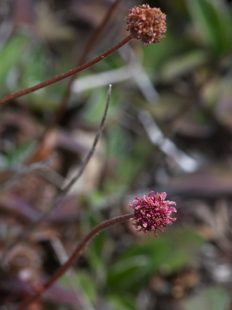 Acaena fissistipula photo 6