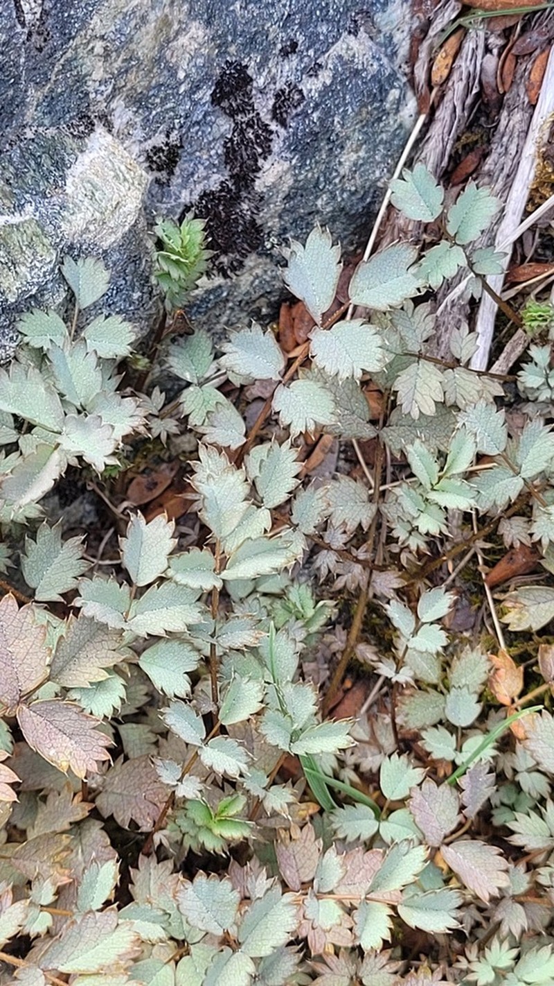 Acaena fissistipula photo 8