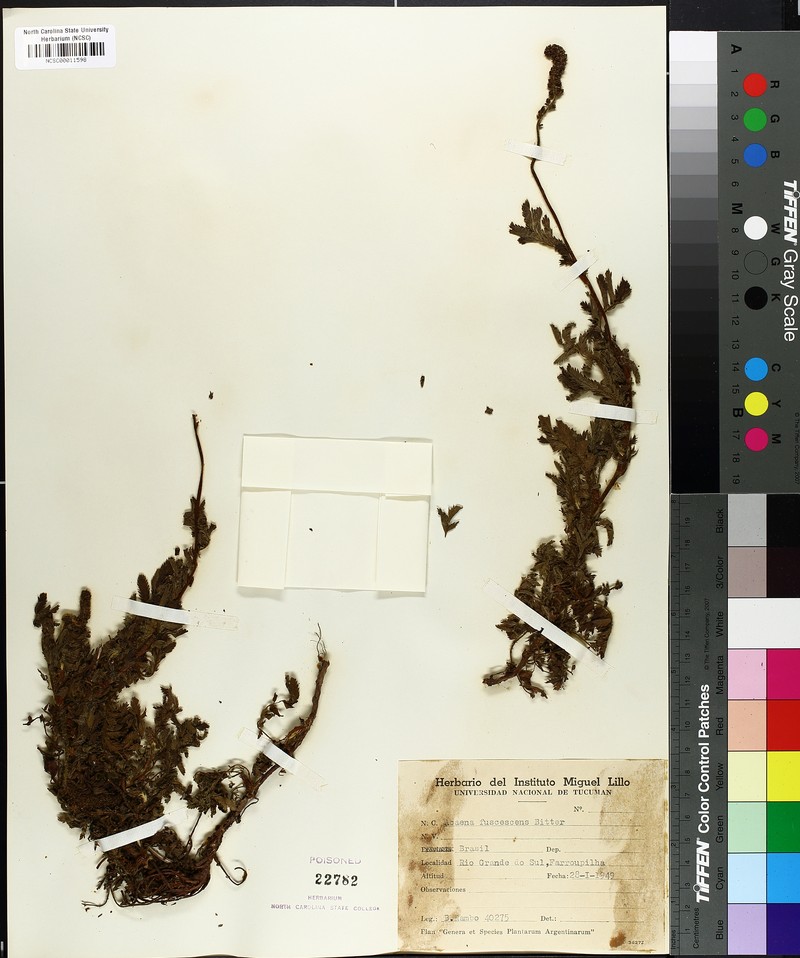Acaena fuscescens