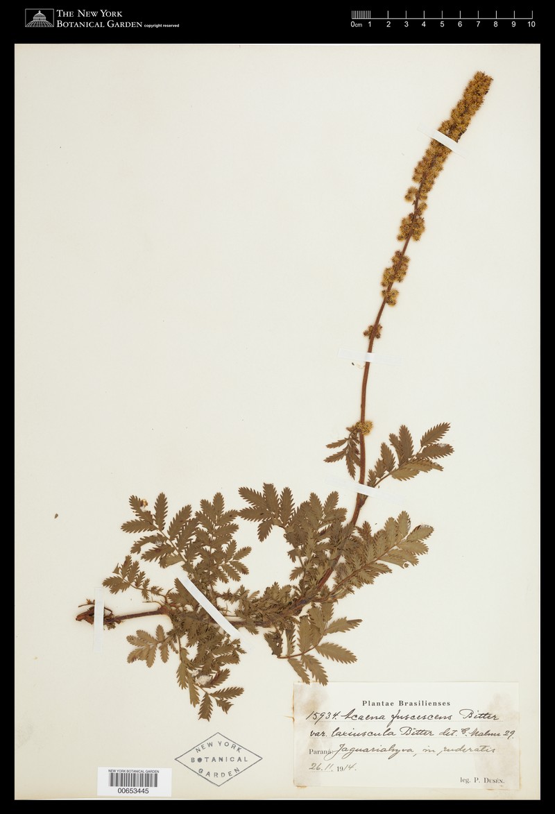 Acaena fuscescens photo 2
