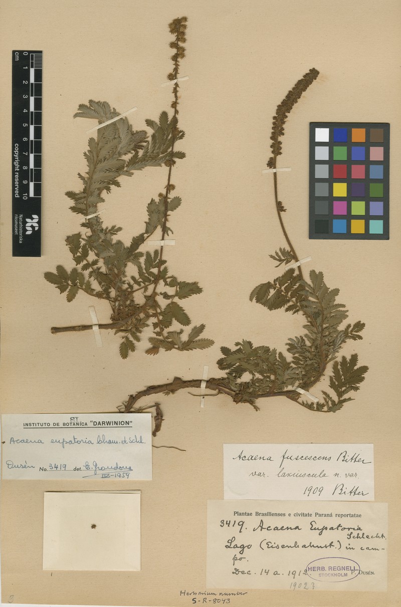 Acaena fuscescens photo 3