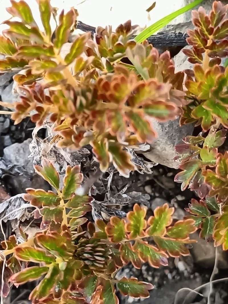 Acaena glabra