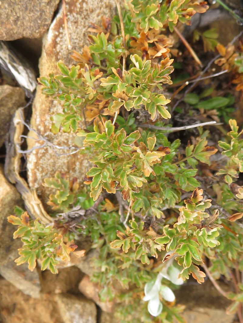 Acaena glabra photo 2