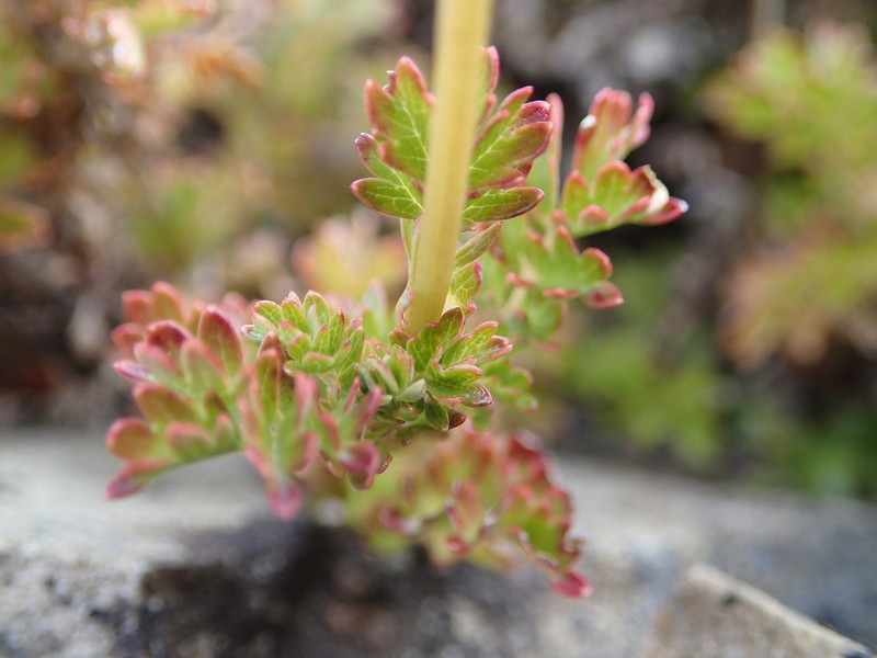 Acaena glabra photo 3