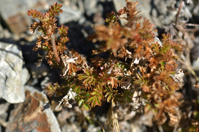 Acaena glabra photo 4