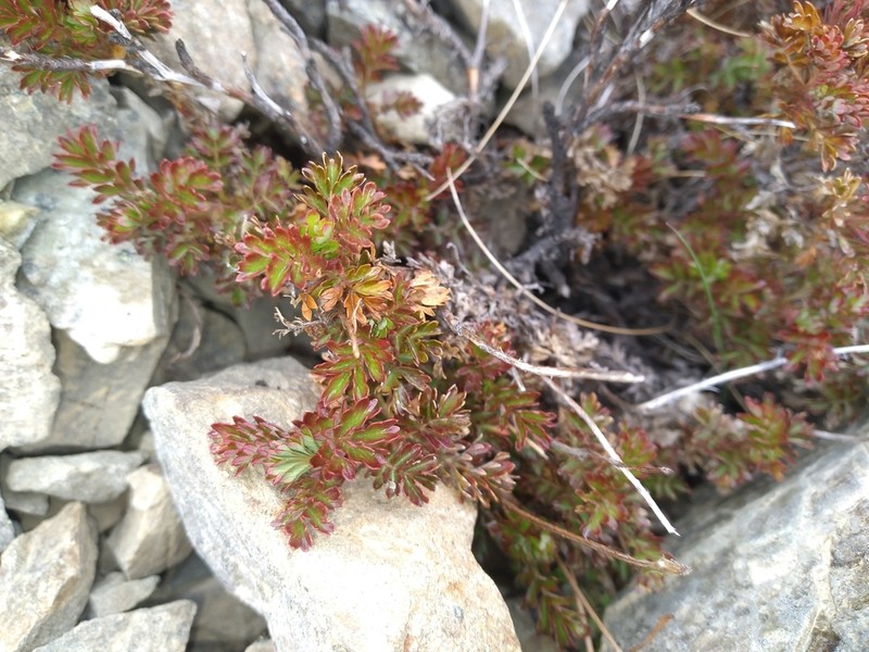 Acaena glabra photo 5