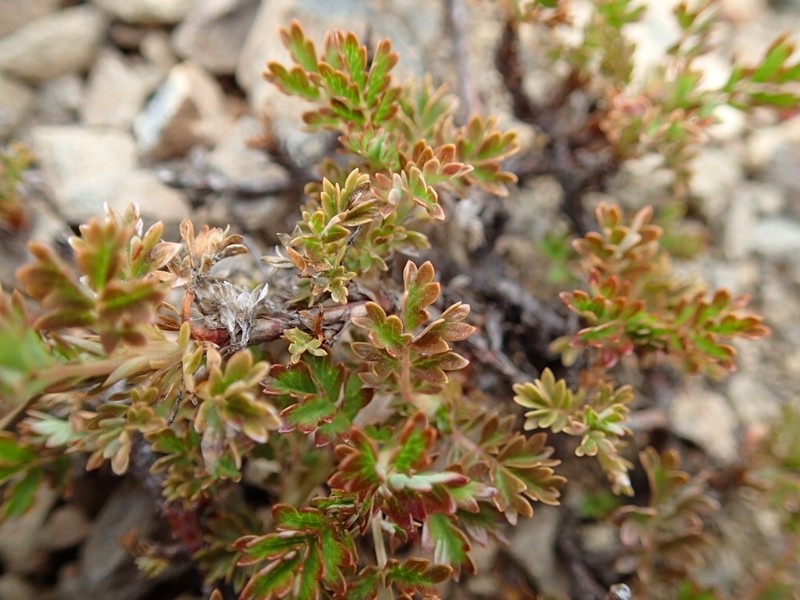 Acaena glabra photo 6
