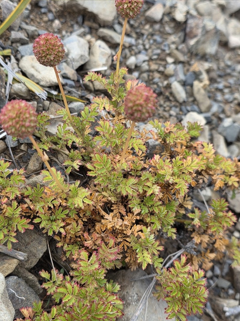 Acaena glabra photo 7