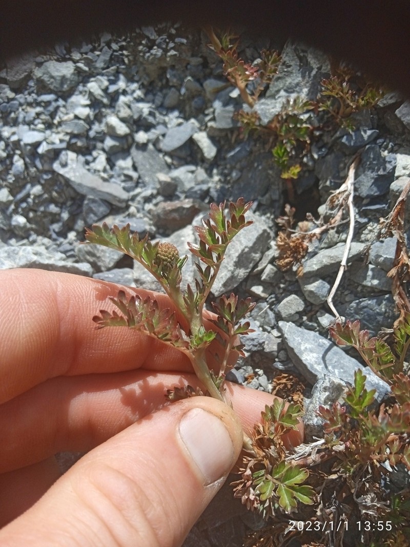 Acaena glabra photo 8