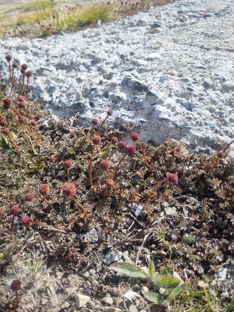 Acaena hirsutula