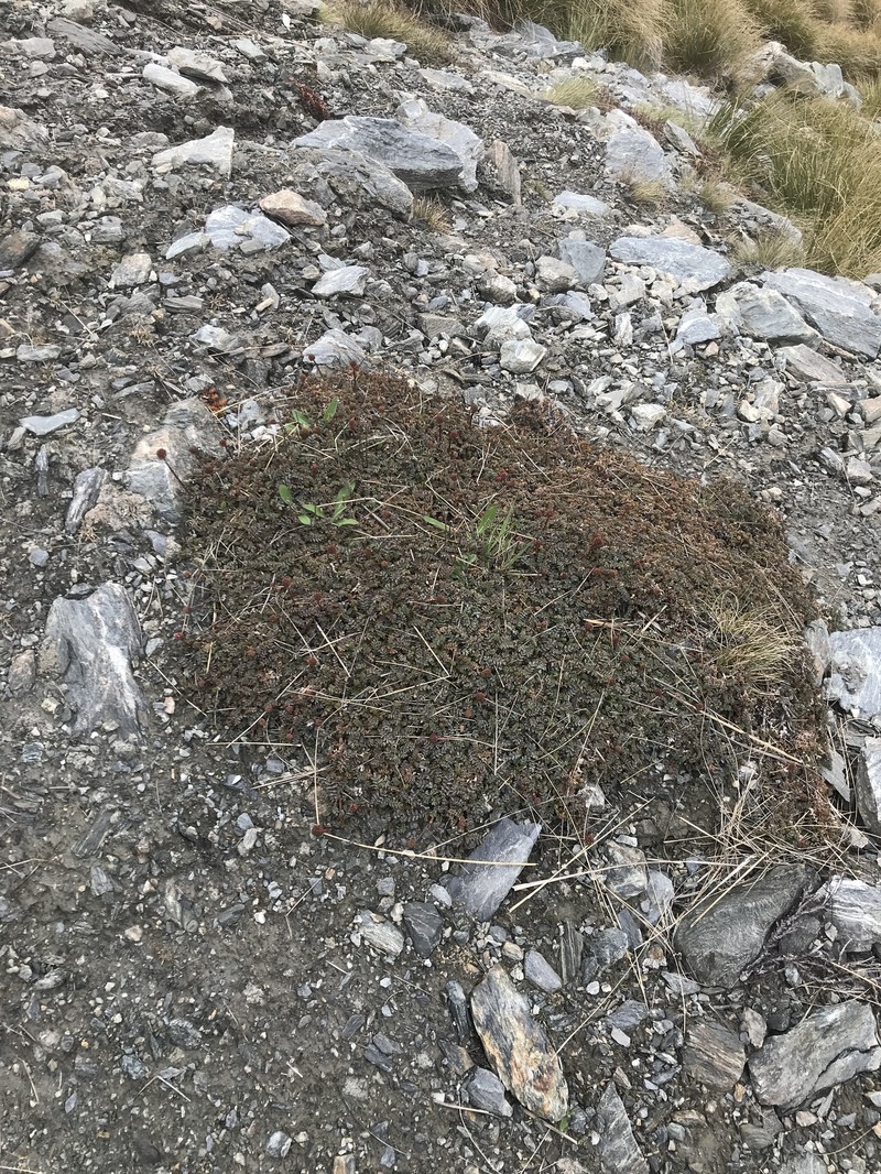 Acaena hirsutula photo 2