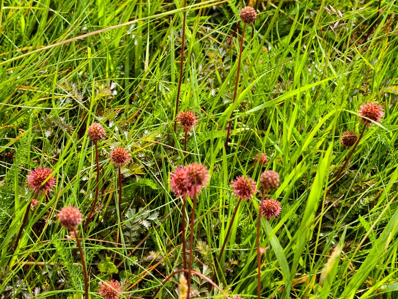 Acaena hirsutula photo 3