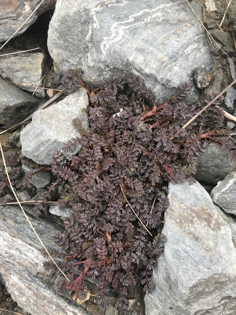 Acaena hirsutula photo 4