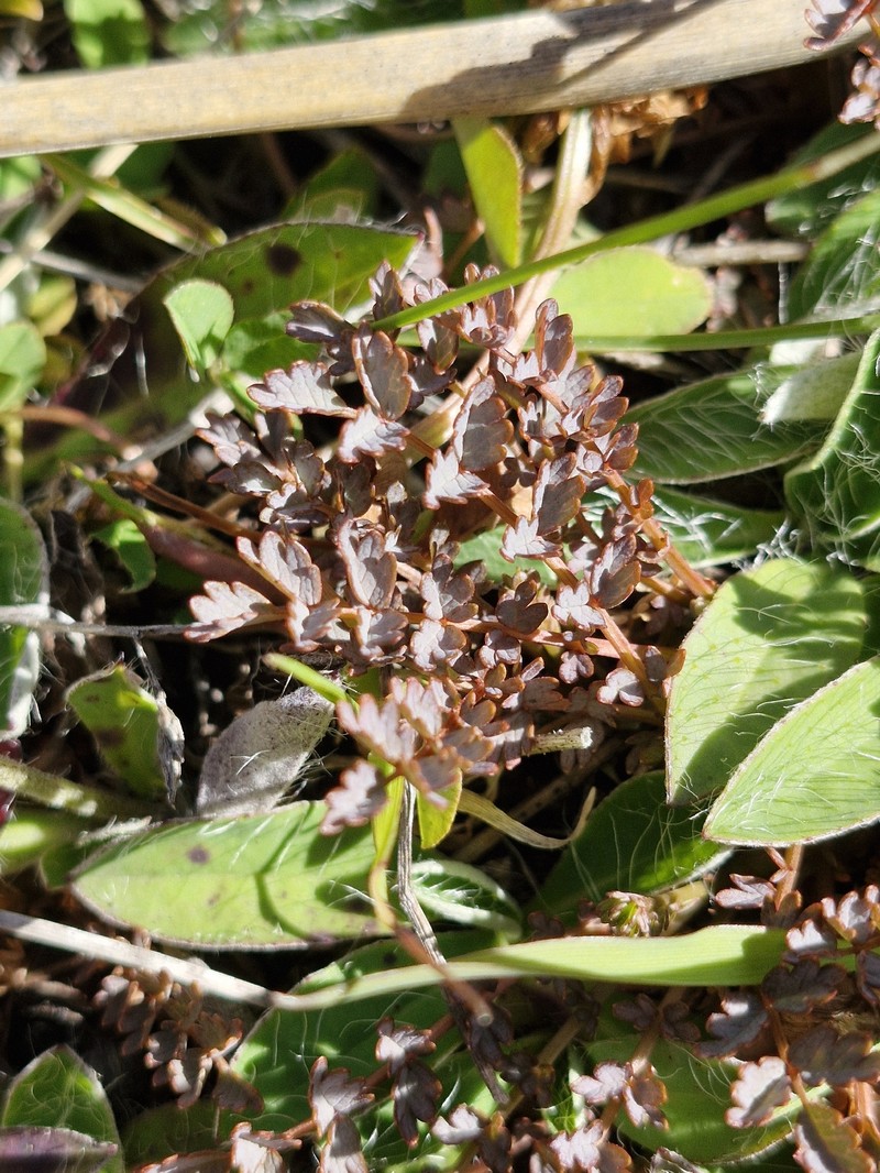 Acaena hirsutula photo 5