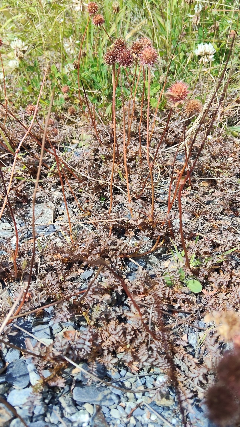 Acaena hirsutula photo 8