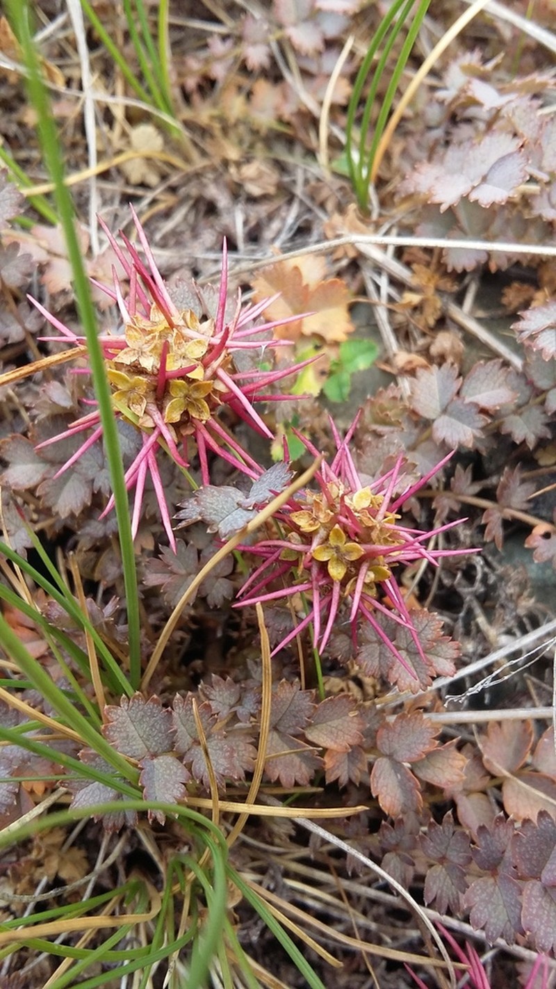 Acaena inermis photo 2