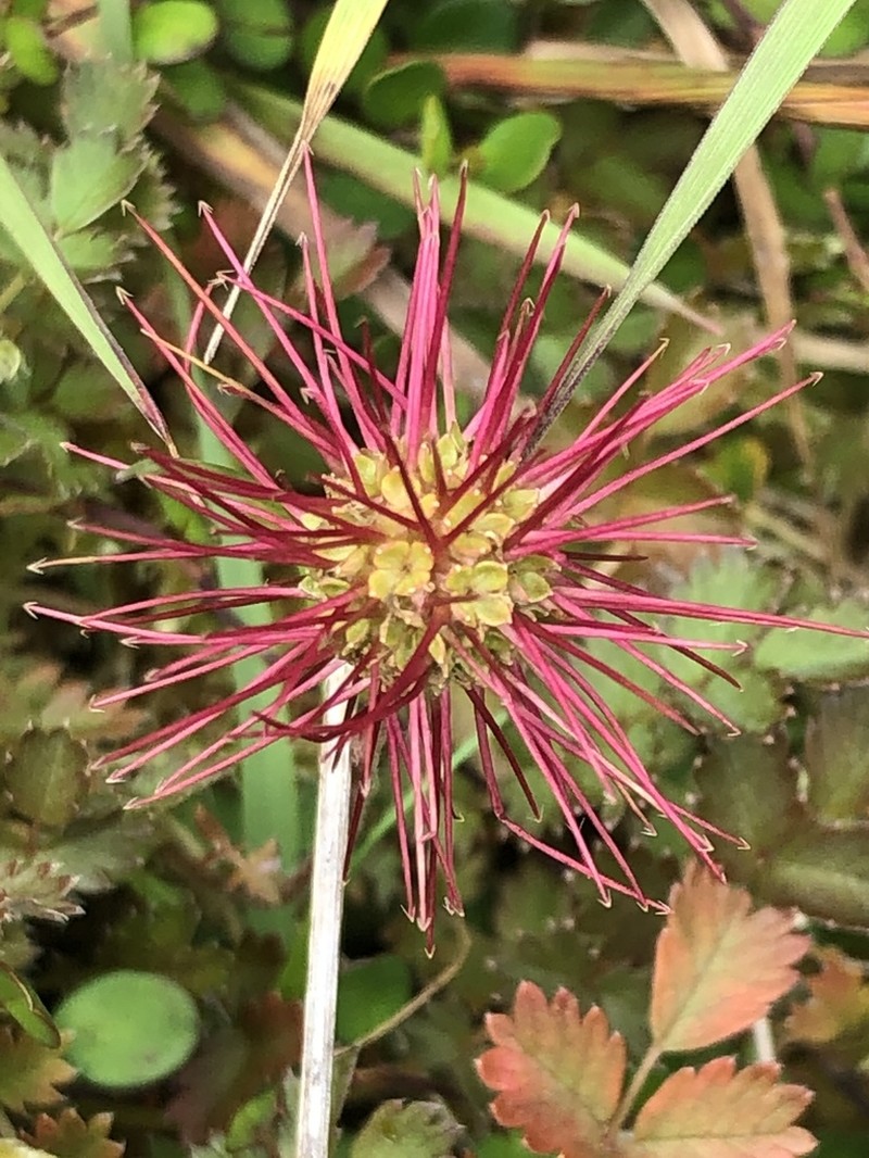 Acaena inermis photo 3