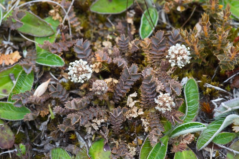 Acaena inermis photo 4