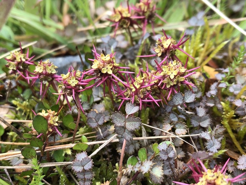 Acaena inermis photo 5