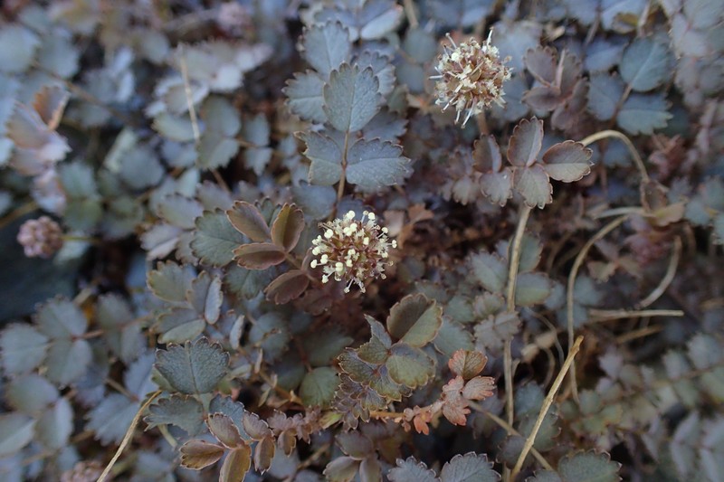 Acaena inermis photo 6
