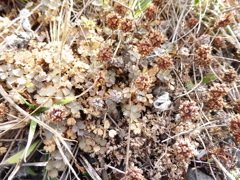 Acaena inermis photo 7