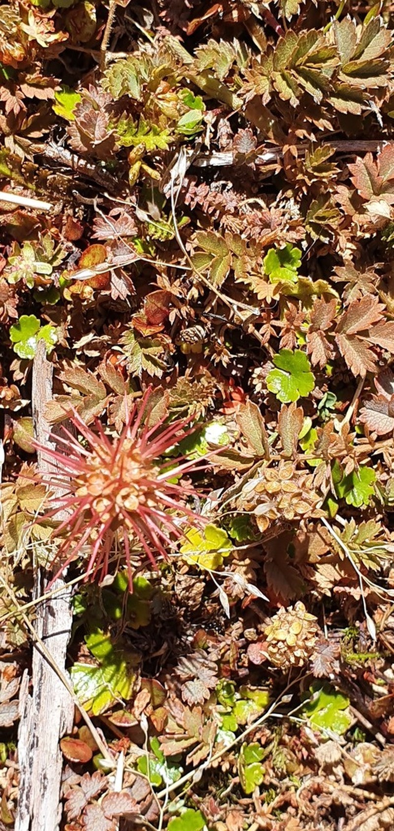Acaena inermis photo 8