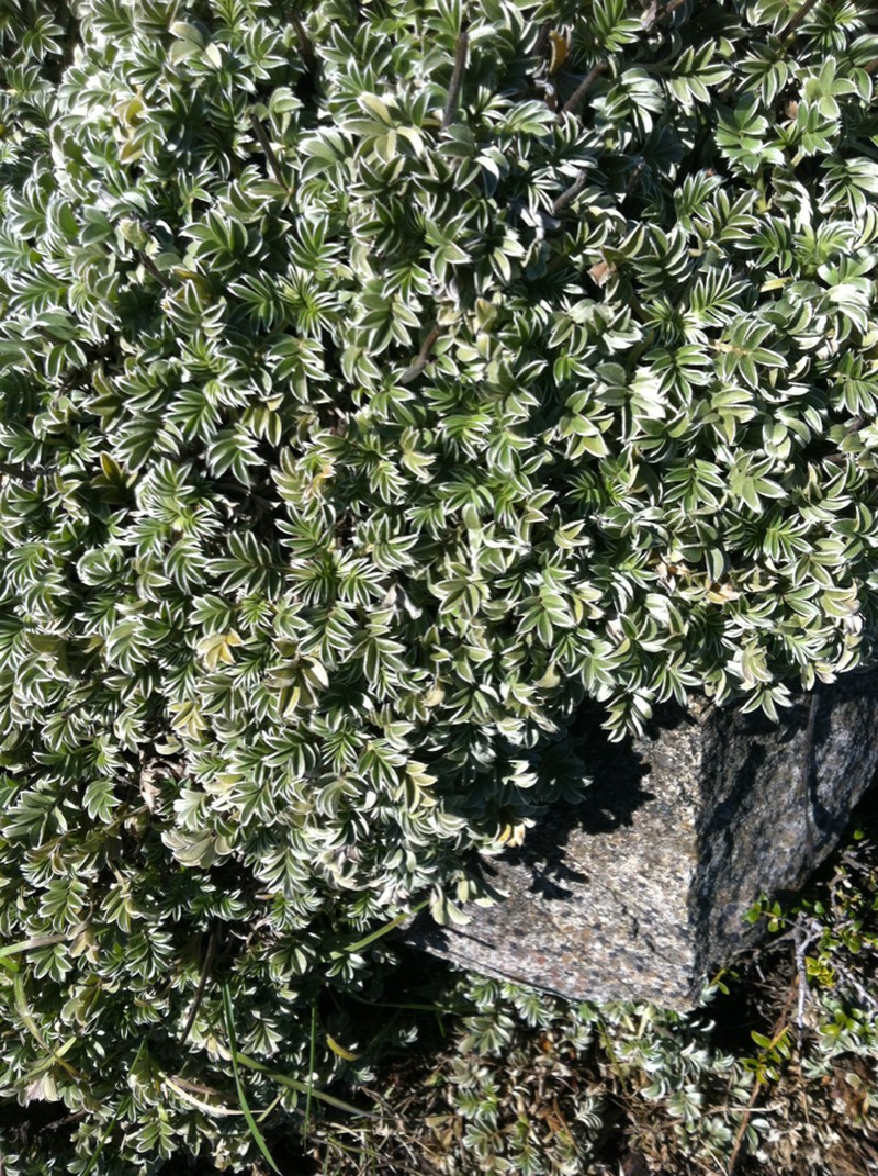 Acaena integerrima