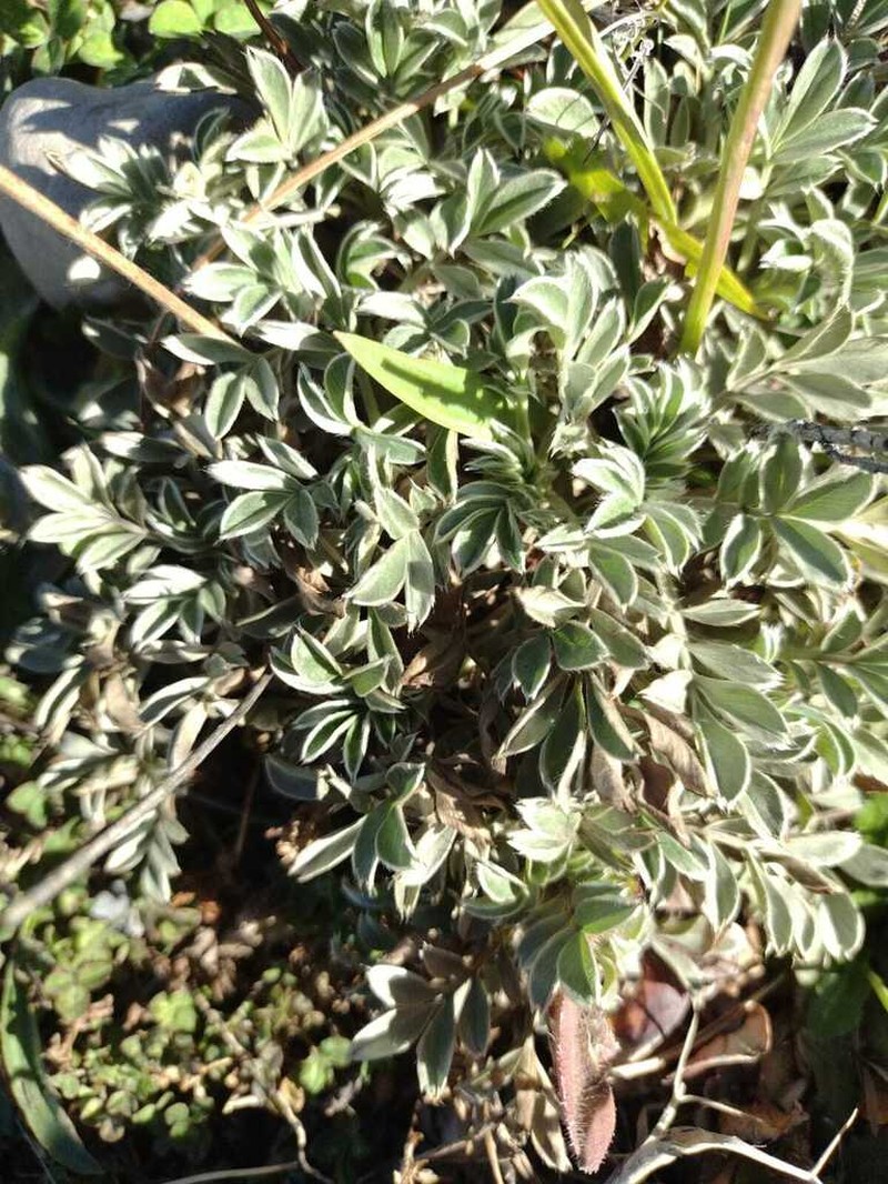 Acaena integerrima photo 2