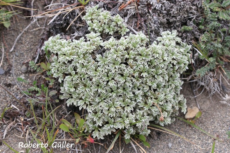 Acaena integerrima photo 3