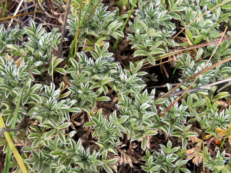 Acaena integerrima photo 4