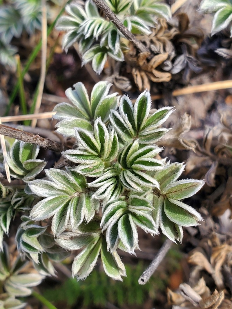 Acaena integerrima photo 5