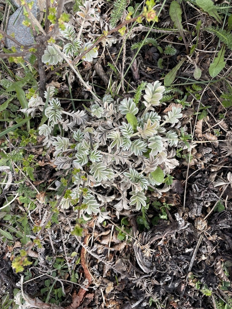 Acaena integerrima photo 6
