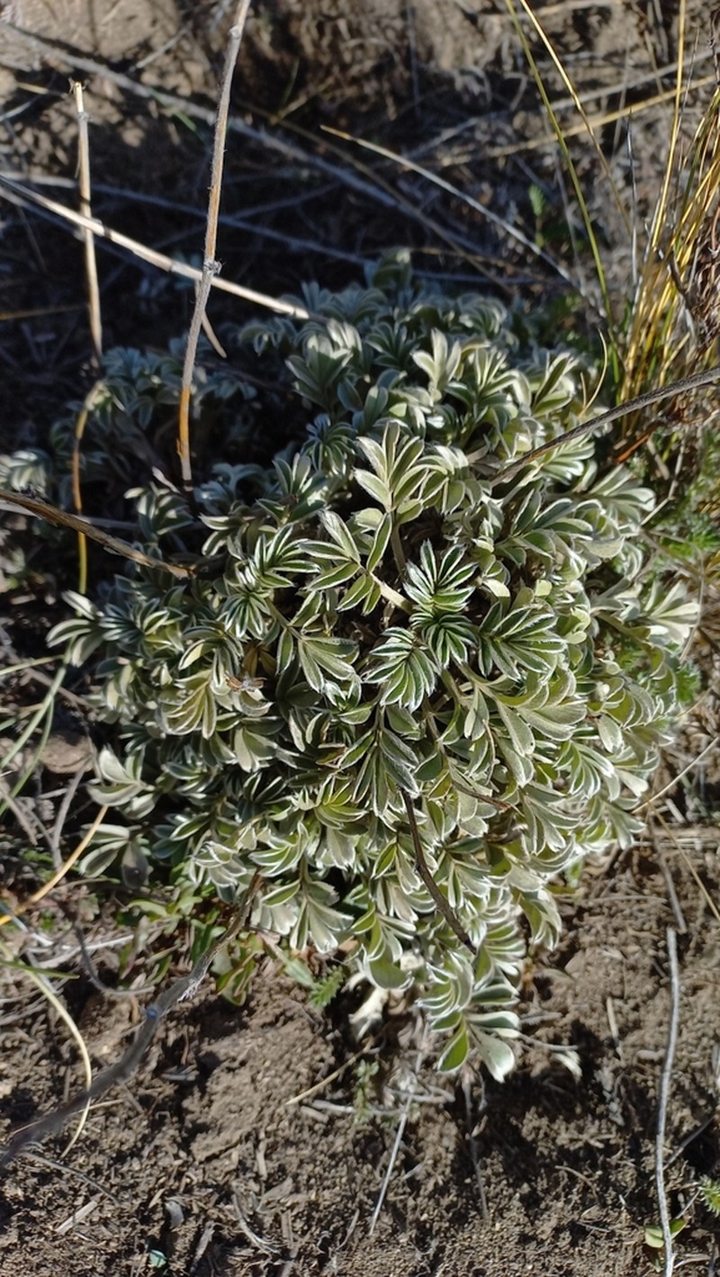 Acaena integerrima photo 7