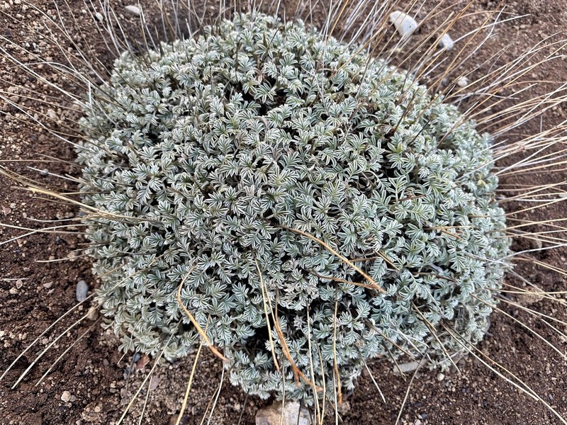 Acaena integerrima photo 8