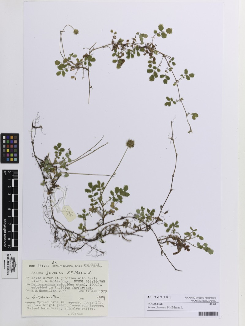 Acaena juvenca