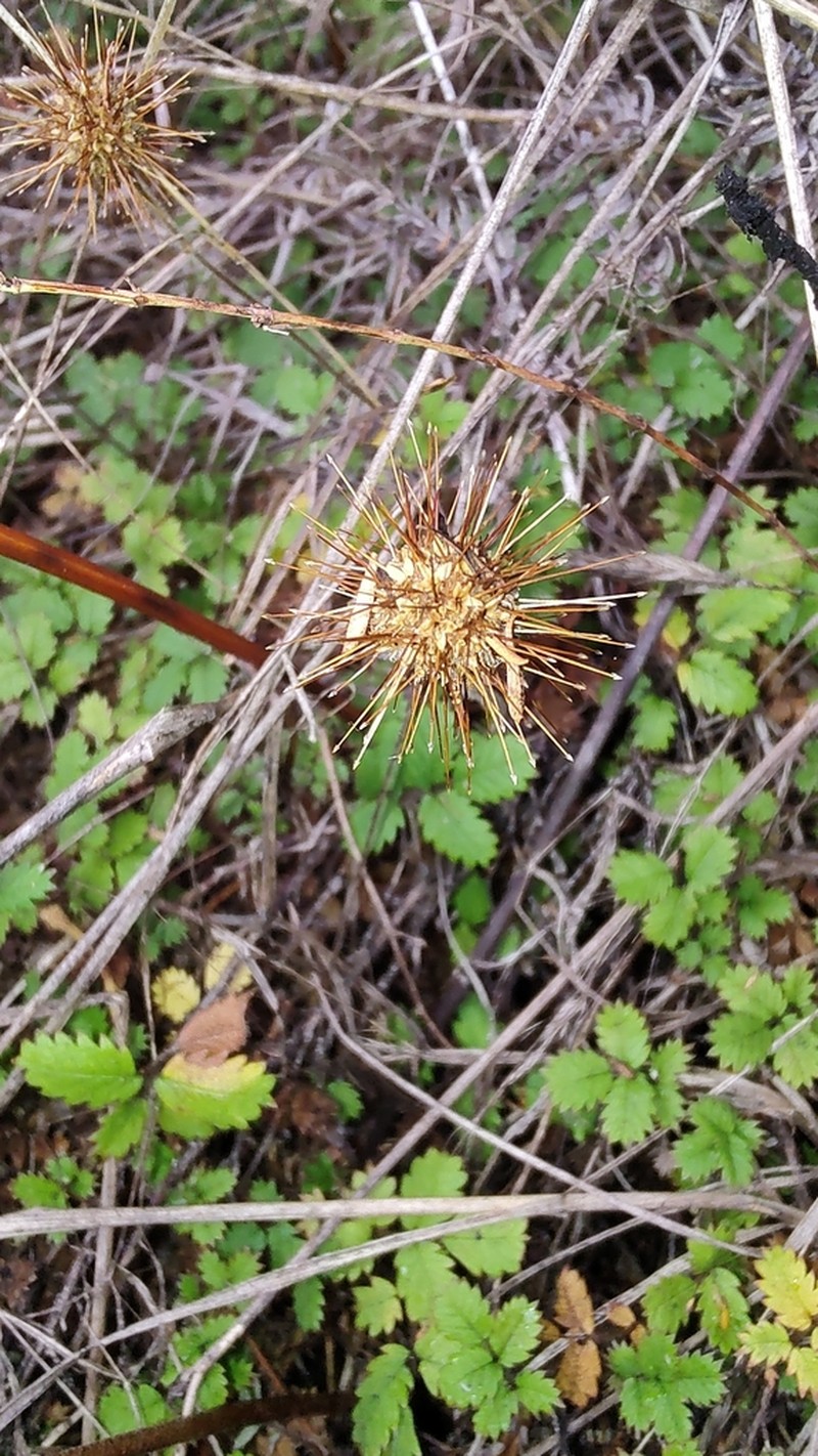 Acaena juvenca photo 2
