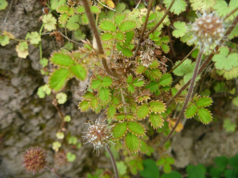 Acaena juvenca photo 3