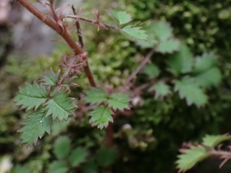 Acaena juvenca photo 4