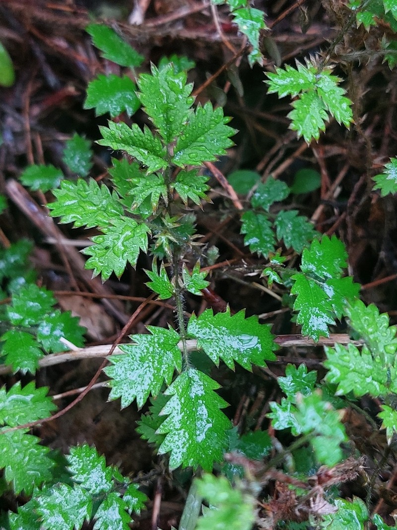 Acaena juvenca photo 5