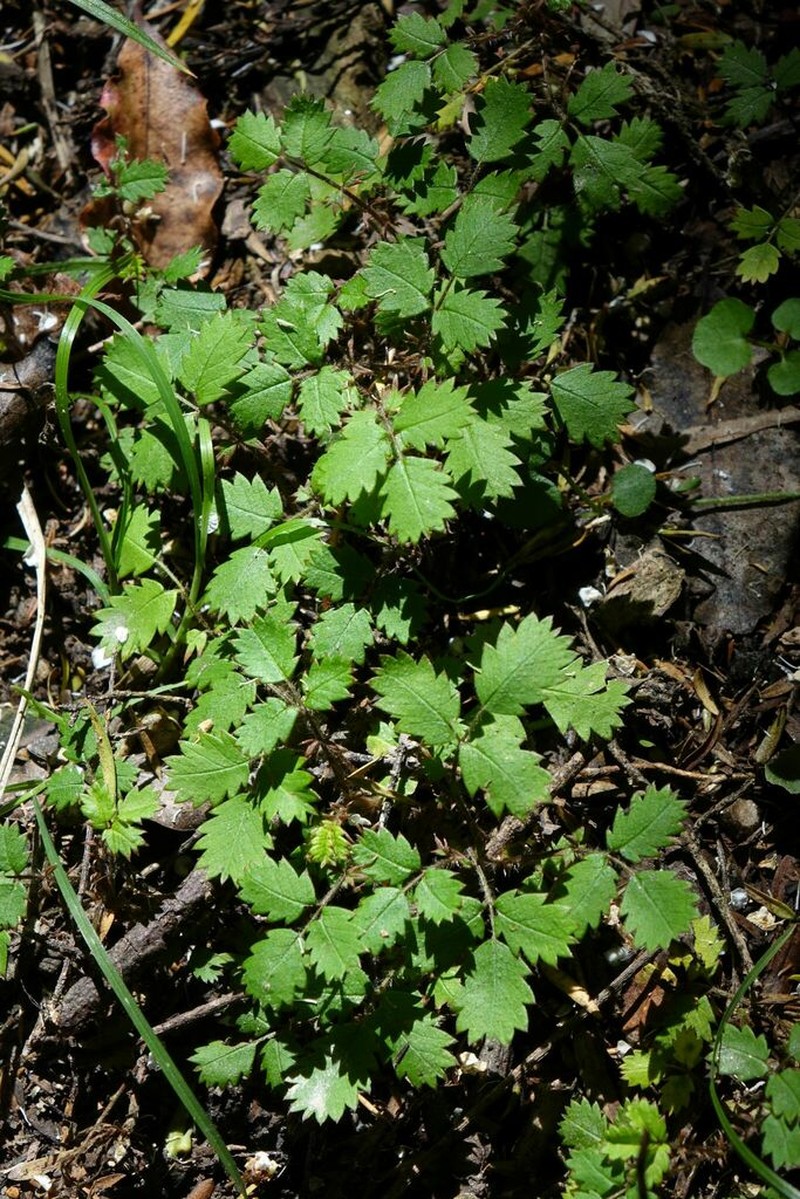 Acaena juvenca photo 6
