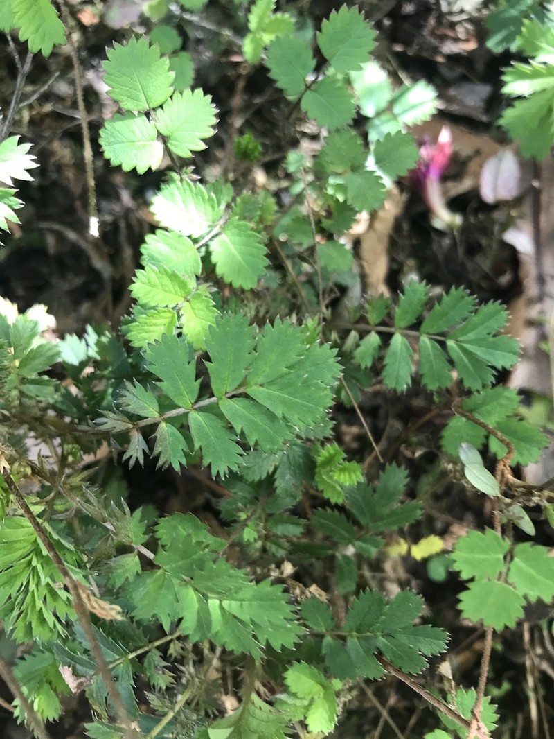 Acaena juvenca photo 7
