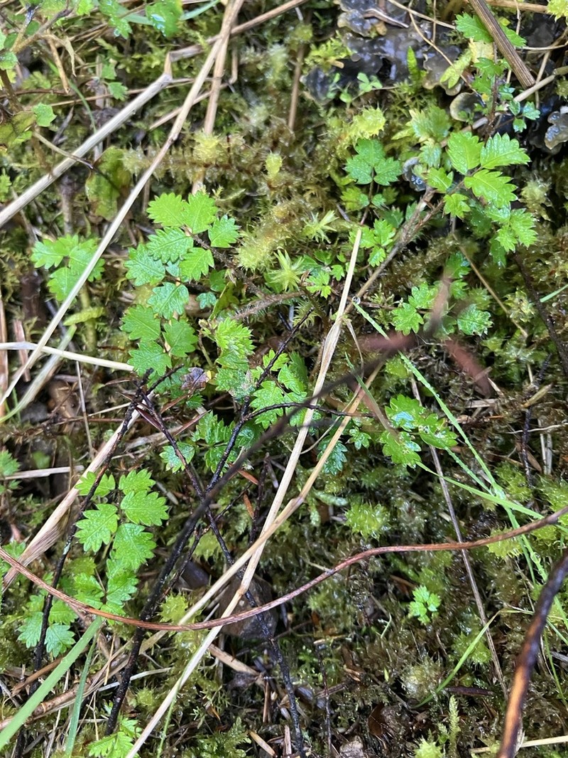 Acaena juvenca photo 8