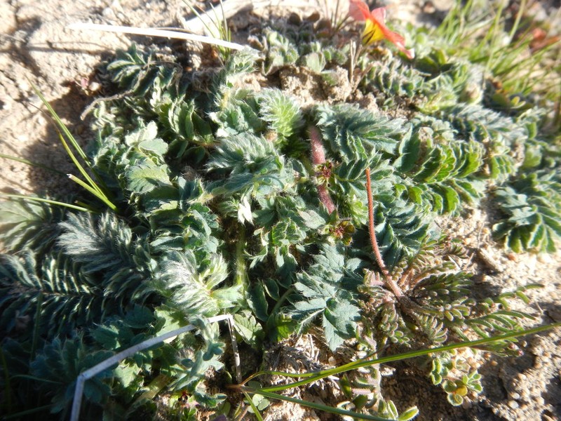 Acaena latebrosa photo 2