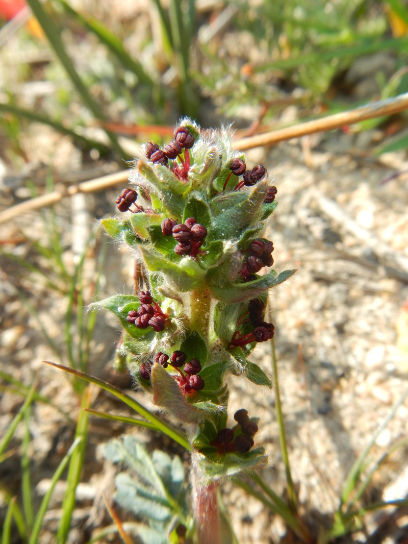 Acaena latebrosa photo 3