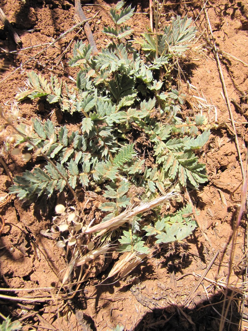 Acaena latebrosa photo 4