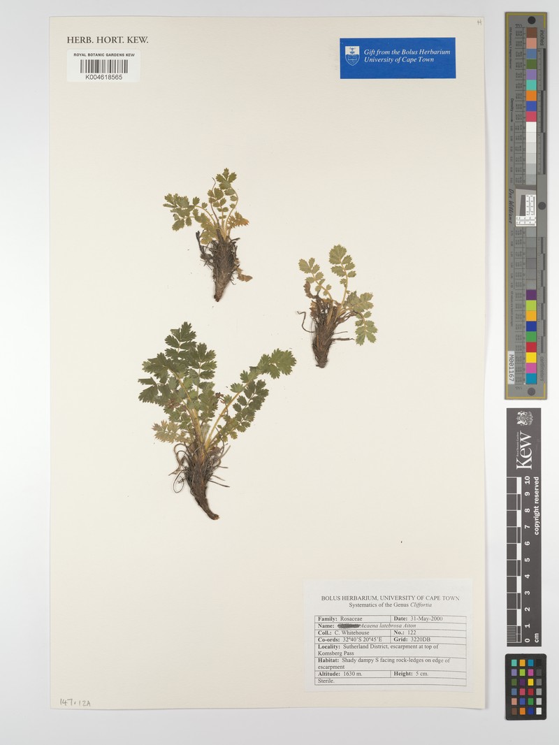 Acaena latebrosa photo 5