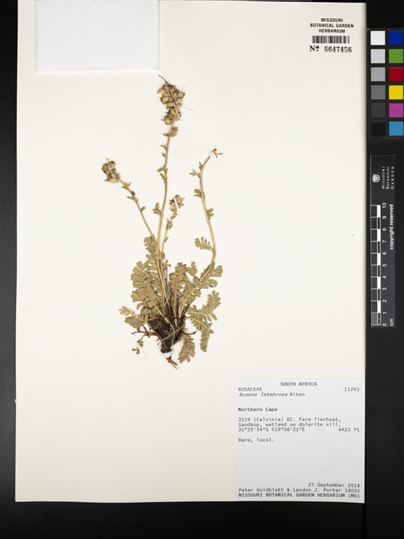Acaena latebrosa photo 6