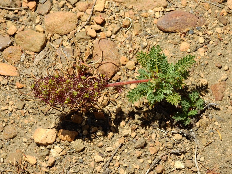 Acaena leptacantha